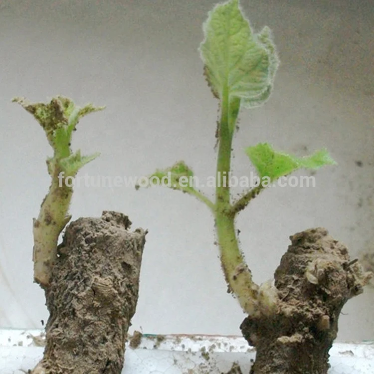 FTE paulownia корней