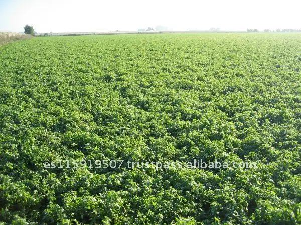
Alfalfa Medicago sativa 