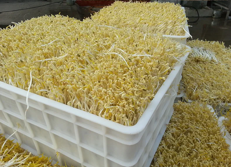 
Automatic Bean Sprout Machine Manufacture / Mung Bean Sprout Making Machine/ Bean Seed Germination Machine 