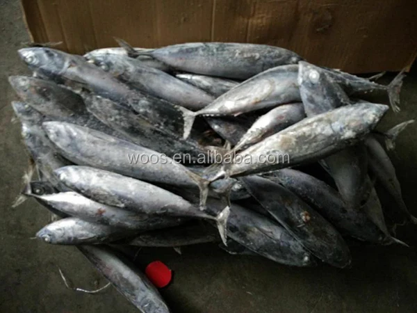 Новый seafrozen малый размер скумбрия тунец 100-200 г