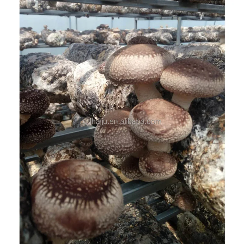 Growing shiitake mushroom oak wooden with factory direct price