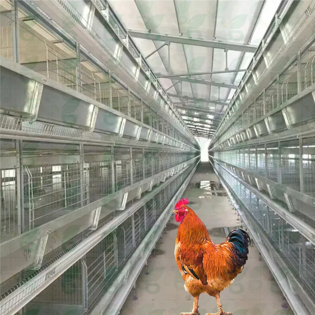 
 2019 клетки для вывода цыплят бройлеров  