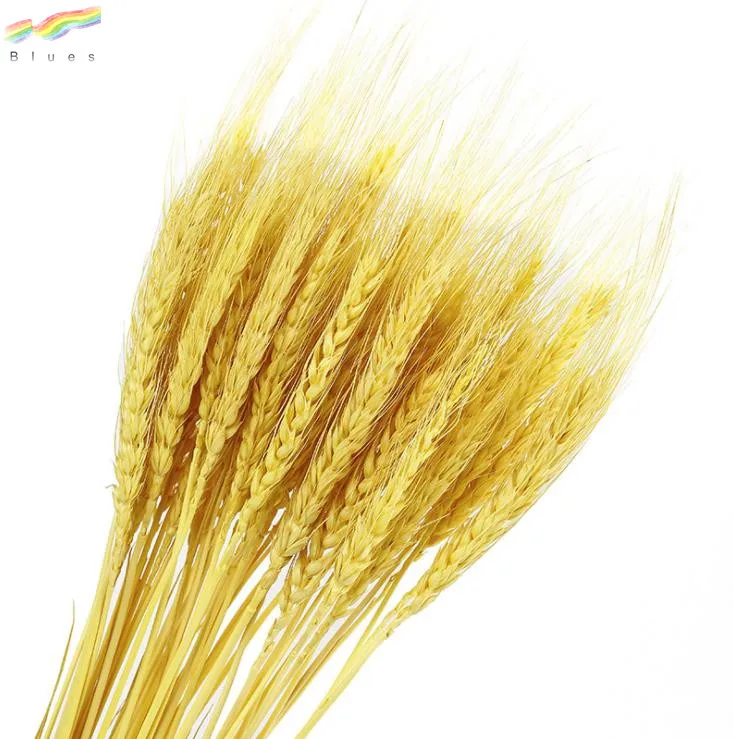 Dried Wheat Stalks Wheat Grass Bouquet Bundle Flower for DIY Home Table Wedding