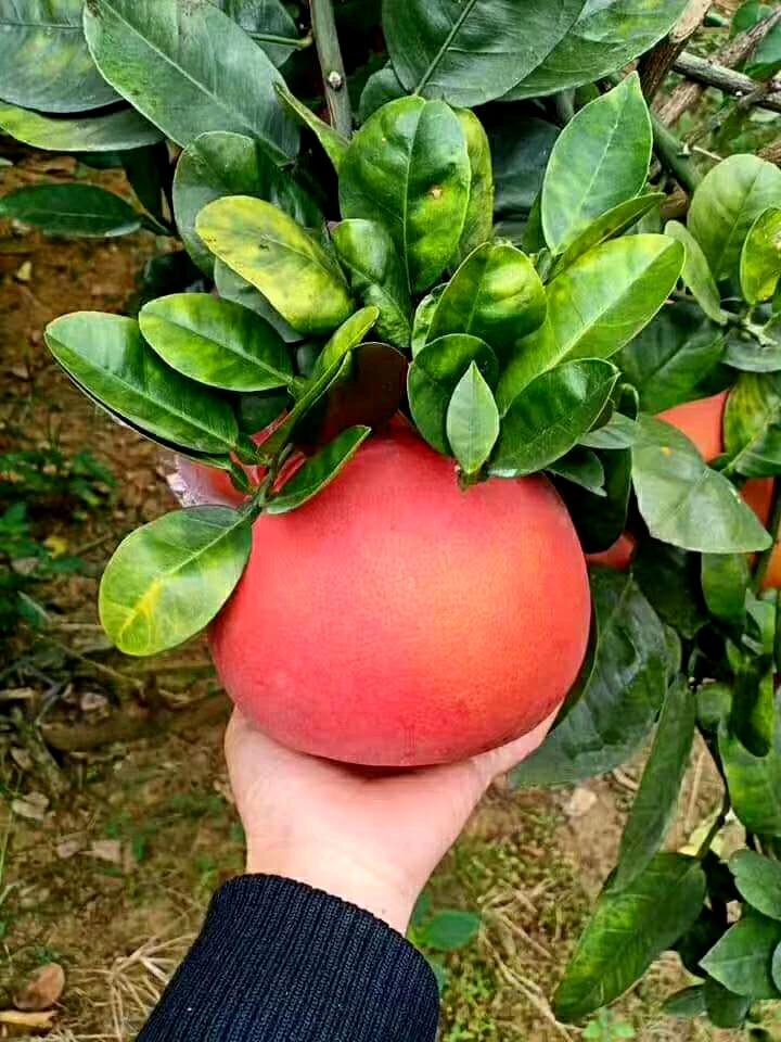 Саженцы грейпфрута Pomelo
