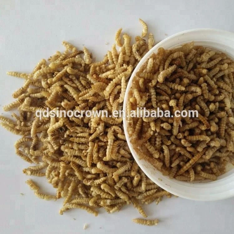 Dried Yellow Meal Worms Pupa Mealworm Pupa Bird Food Pet Food