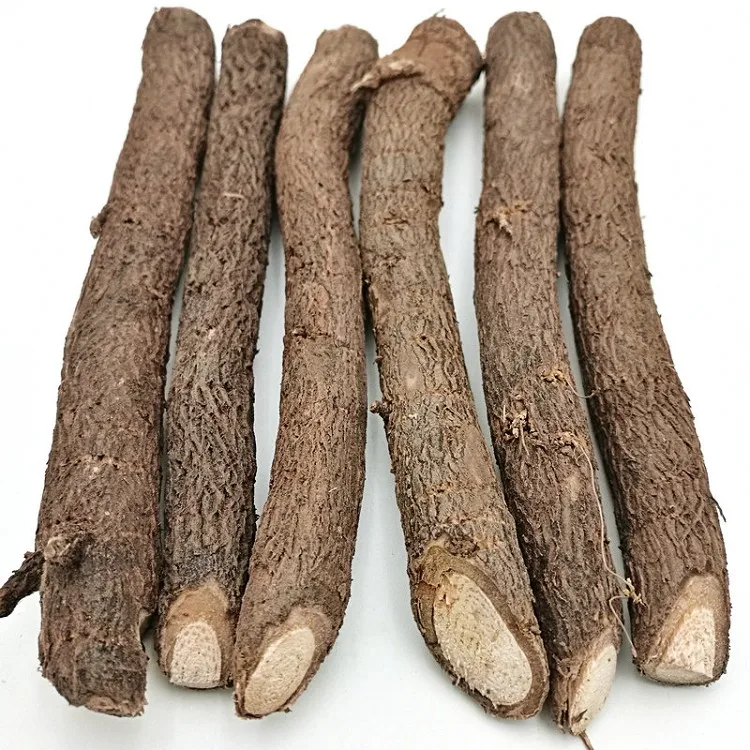 
Новый свежий супер устойчивый Гибридный корень paulownia FTE для быстрого роста 