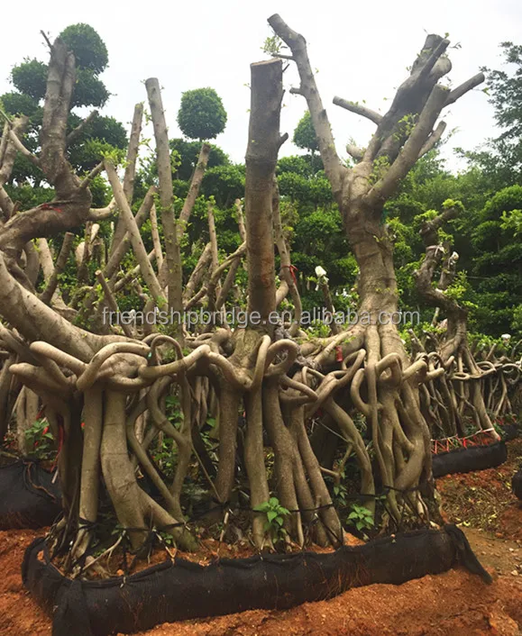 Zhangzhou Unique shape Ficus microcarpa bonsai