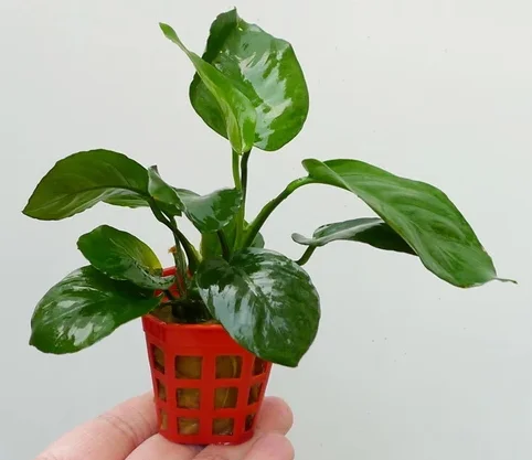 
Aquatic plant Anubias barteri (S) 