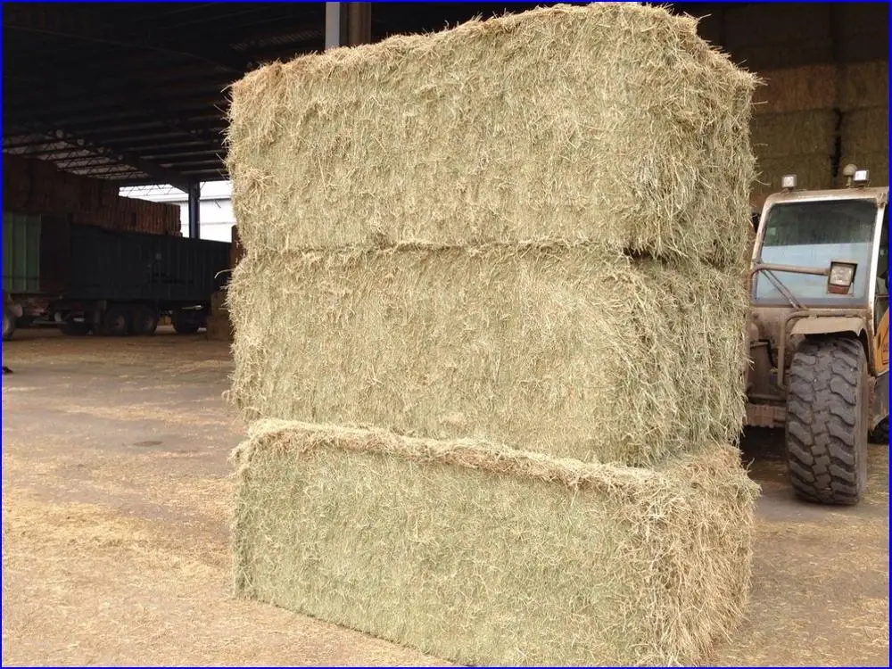 mix of alfalfa and wheat straw