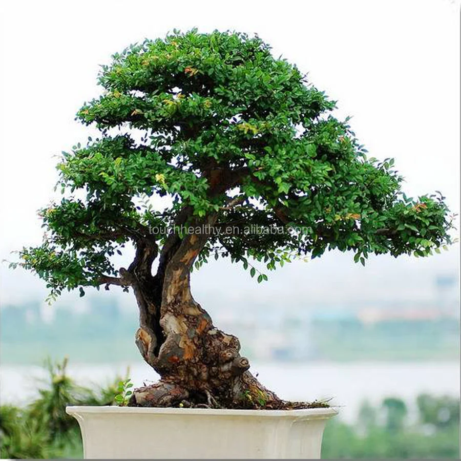 
 2021 Ulmus parvifolia Семена/Orme de China Семена/семена деревьев  