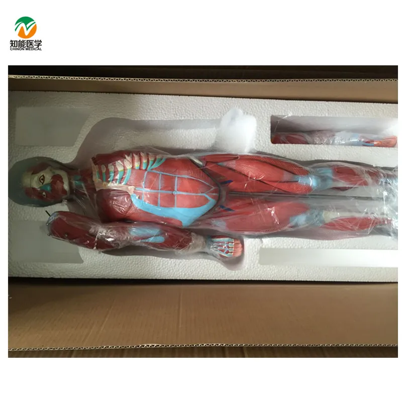 BIX-A1100 Human full body muscle anatomical model with viscera