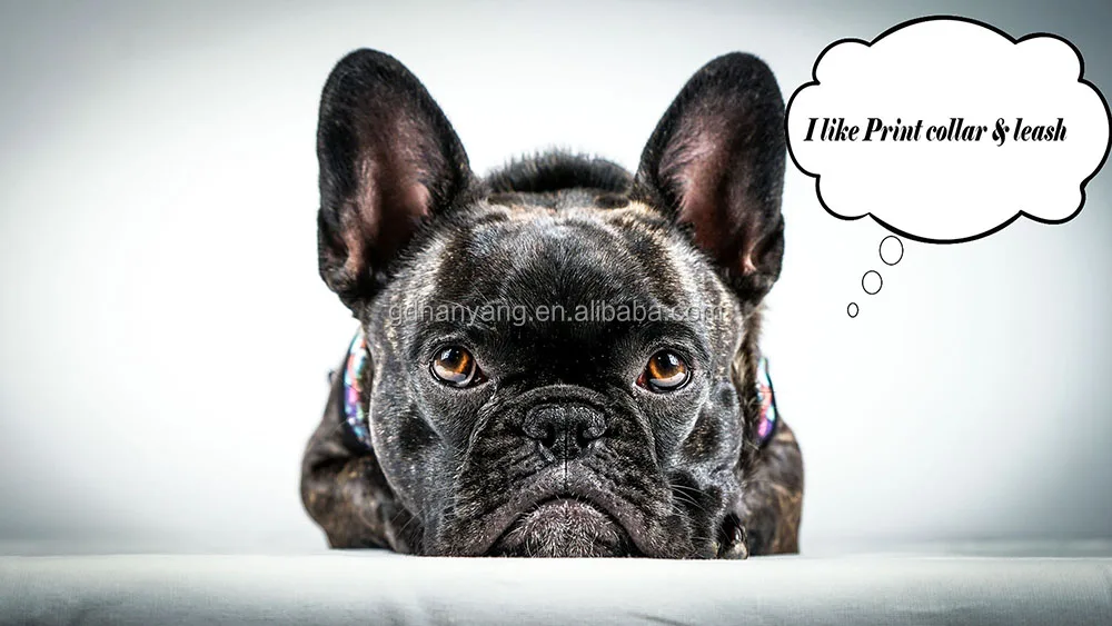 Custom Low MOQ Print Dog Bark Collar