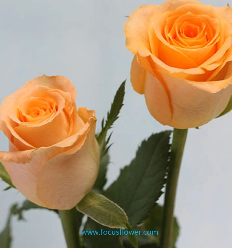 Свежие золотые розы на День святого Валентина