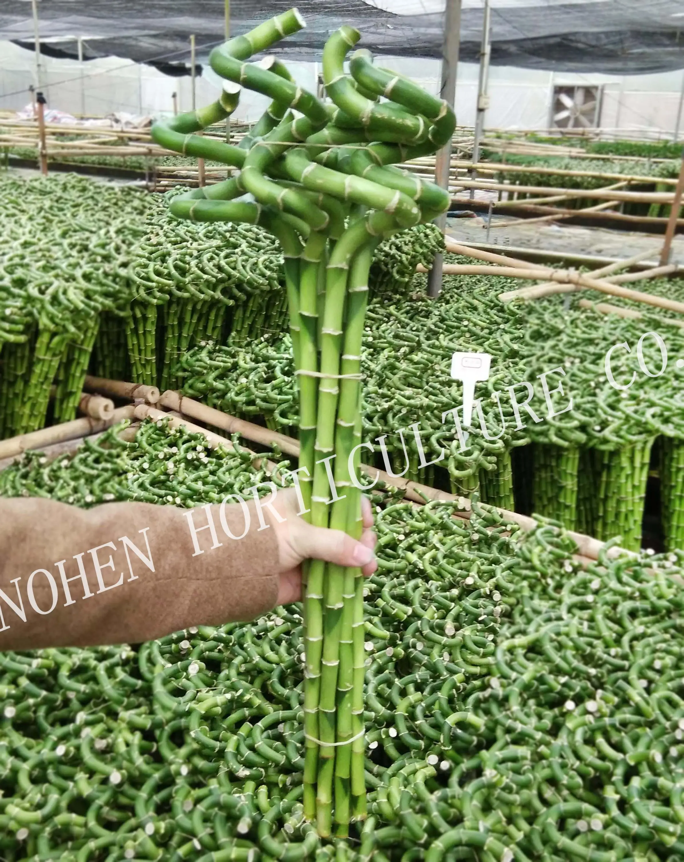 
Spiral Lucky Bamboo, Dracaena Sanderiana 