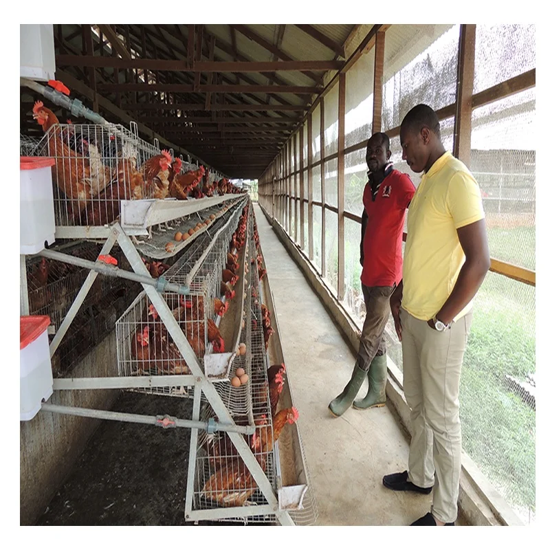 
Лучшая цена, оборудование для птицеводства, батарея, клетка для цыплят 