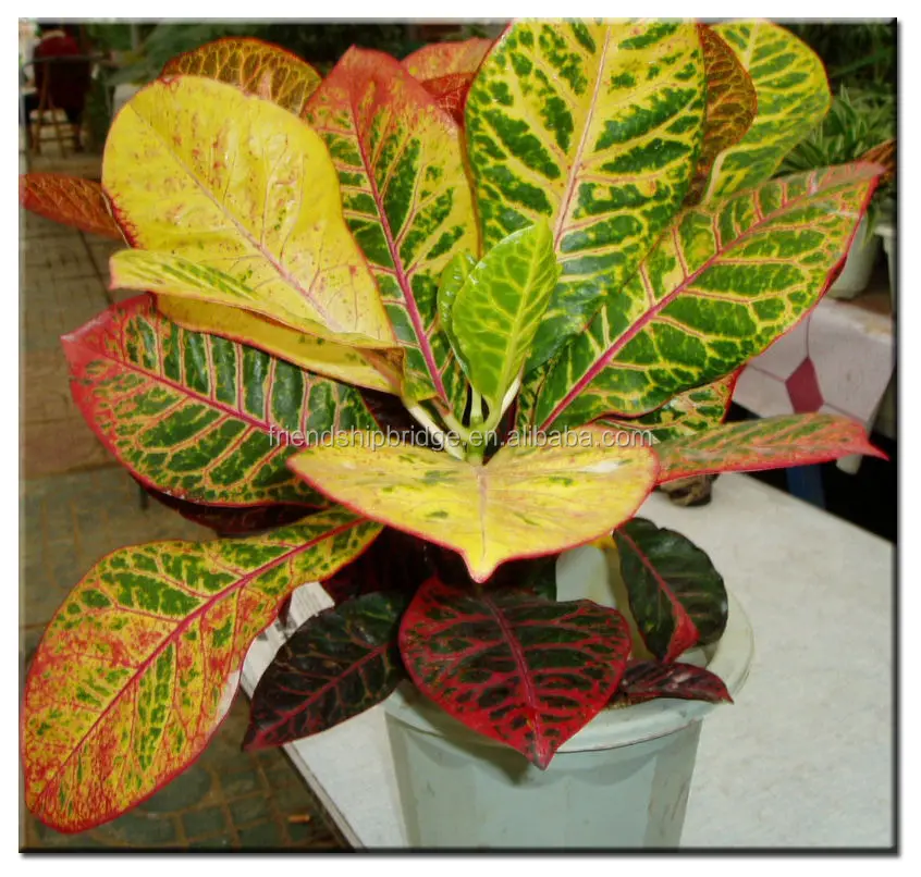 Разноцветные листья, листва, кодиеум разноцветные уличные Ландшафтные декоративные растения