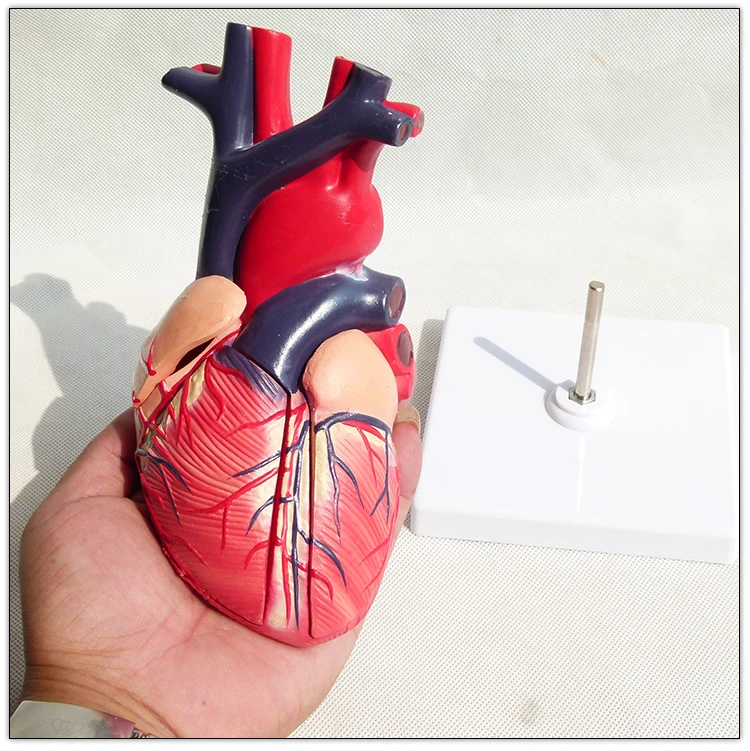 Medical Anatomical Teaching Heart Model  Visceral model
