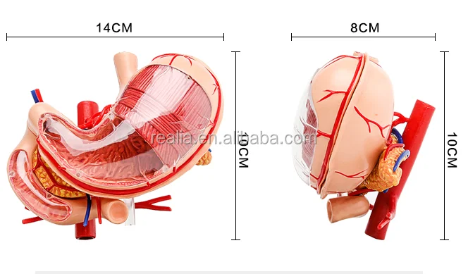 HM-BD-024 High quality plastic 4D stomach model