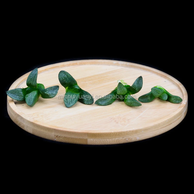  Чистые суккулентные растения Haworthia тканевые кутикулы для выращивания растений в