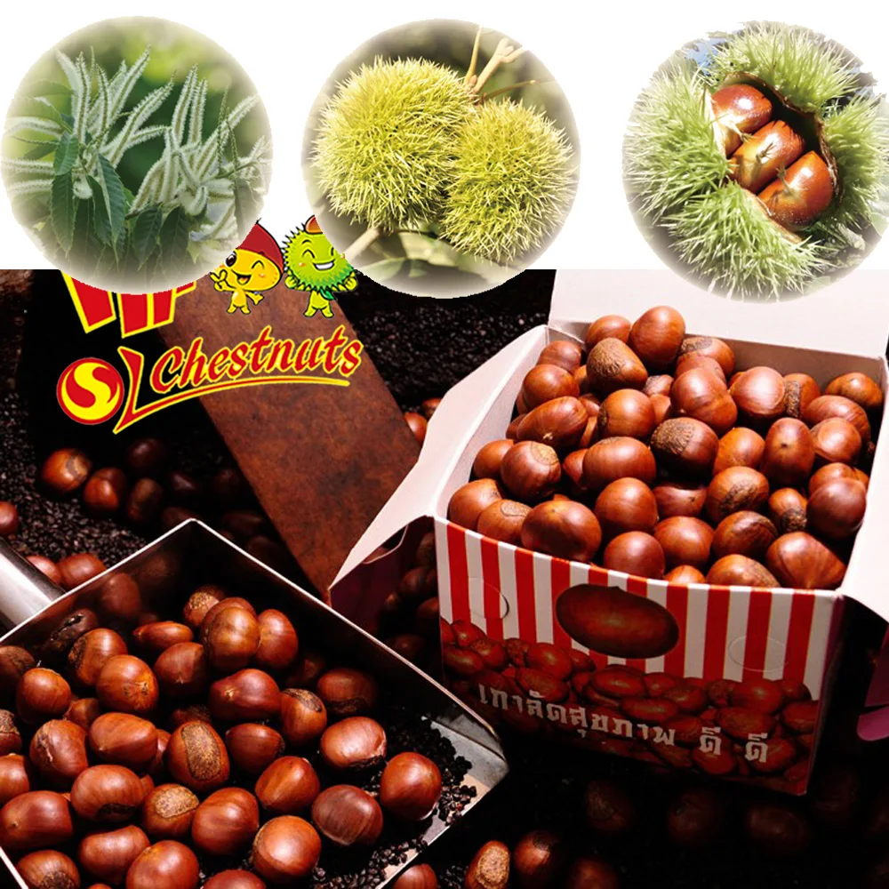 Quick Freezing organic roasted chestnuts frozen chestnut