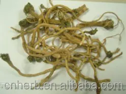 
Isatis root Indigowoad root Radix isatidis Woad Glastum Isatis tinctoria Baphicacanthus cusia 