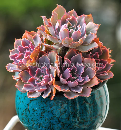 Echeveria shaviana succulent bonsai
