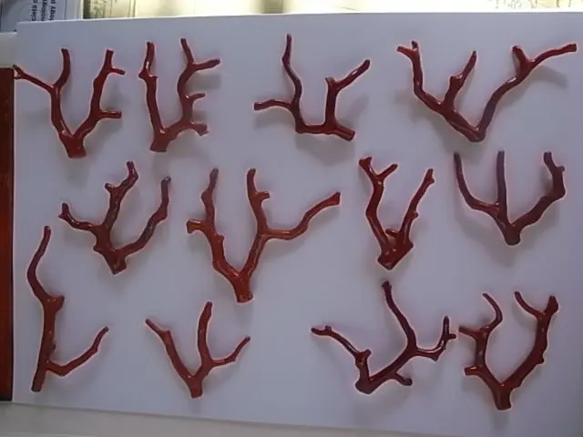 Red Coral Branches from mediterranean sea free size corallium rubrum from sardinia italy no cites required no minimum quantity