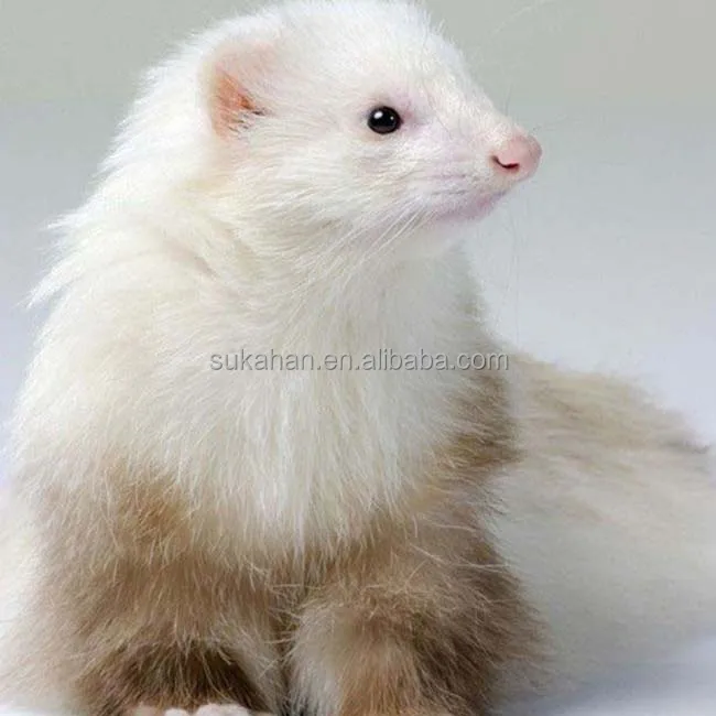 Особые бактерии Bacillus для здоровья и роста лисы