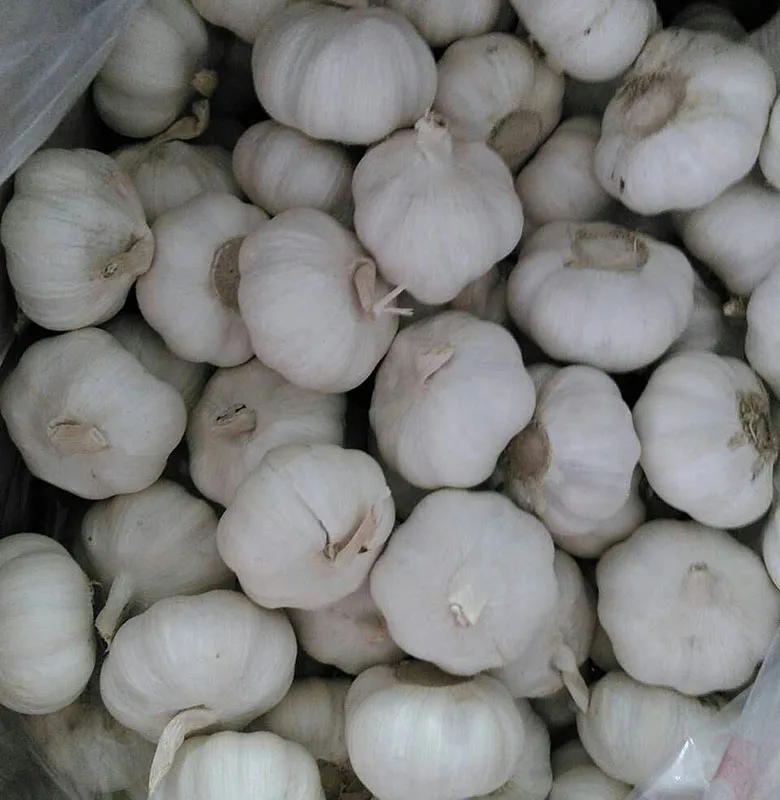 Cold Stored Fresh Garlic hometown of garlic White Garlic