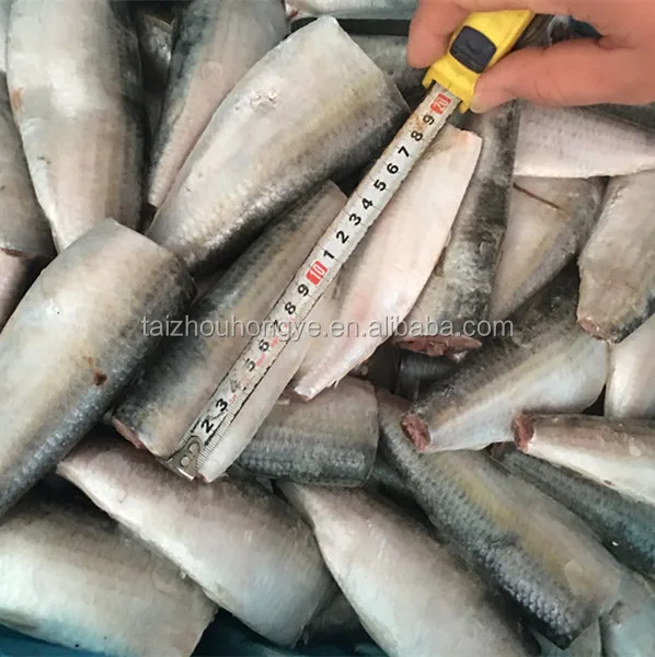 
frozen sardine HGT sardinella longiceps for canning and market 