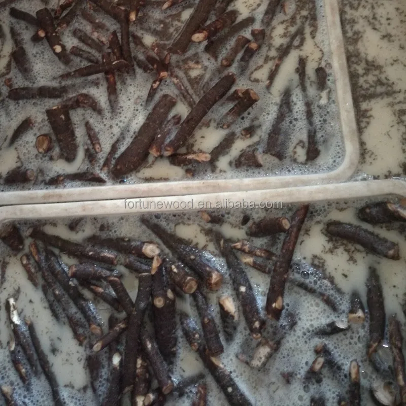 
Paulownia elongata rootstock certificated 