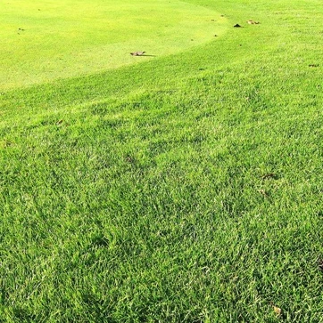 
Trample-resistant Lawn seed high quality Zoysia tenuifolia used airport runway lawn 