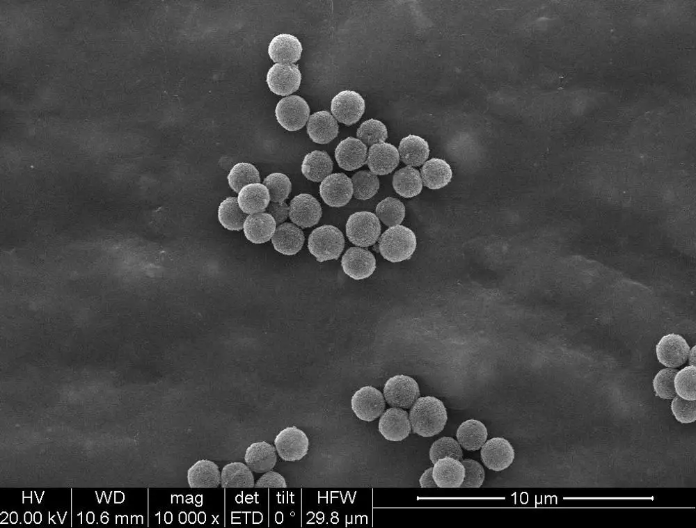 BeaverBeads /magnetic beads Streptavidin SA diameter 1um for chemiluminescence, cell sorting, probe capture