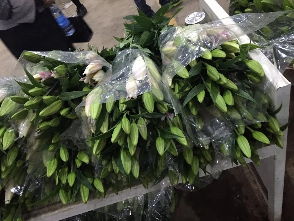 
Fresh cut flowers lily flowers 