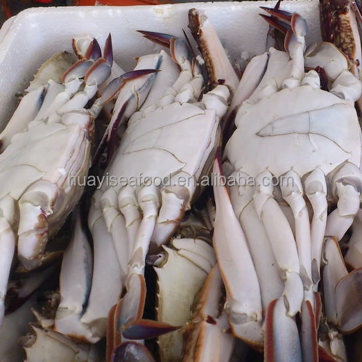 frozen crab blue swimming crab baby blue crab