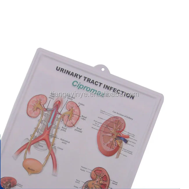 3D Plastic  Embossed Poster Printing Medical Education PVC 3D Poster Printing