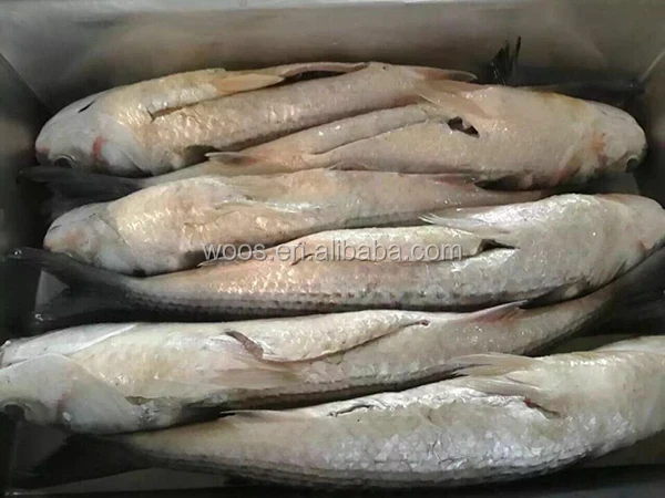 Замороженные кефаль рыбы Roe от свежий mugil cephalus