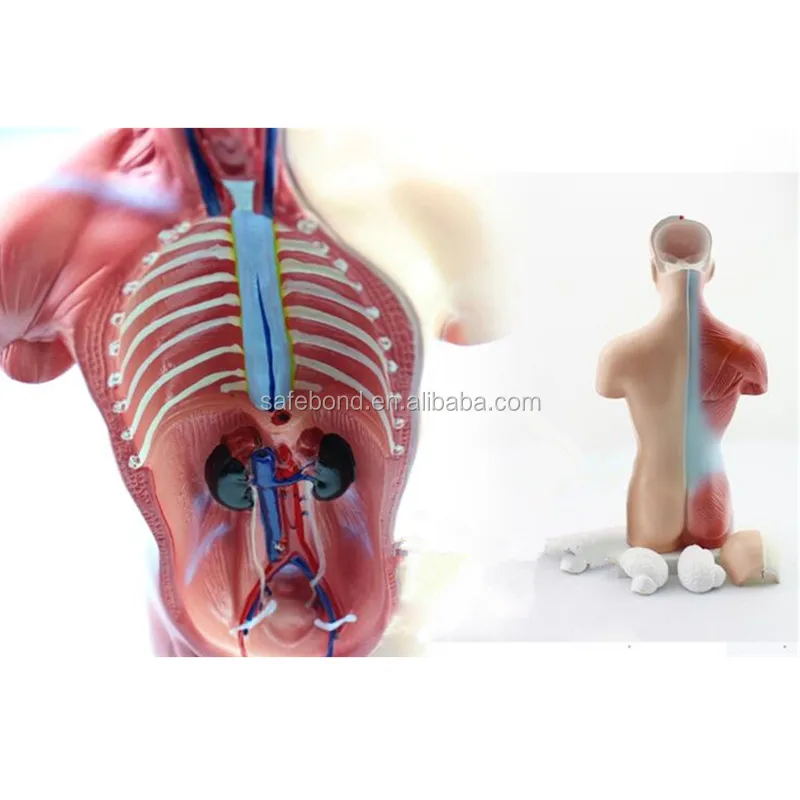 Human Organs Model Manikin Medical Science Teaching Model Human Organs Model with 15 Parts for School Supply Half Body Portable