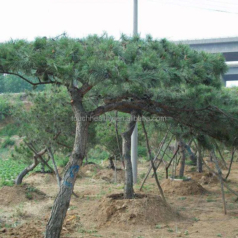 
2021 Touchhealthy Supply Pinus densiflora seeds 