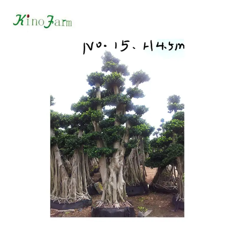  Zhangzhou kinofarm оптовая продажа большой S-образный лес лошадиные корни фикус бонсай