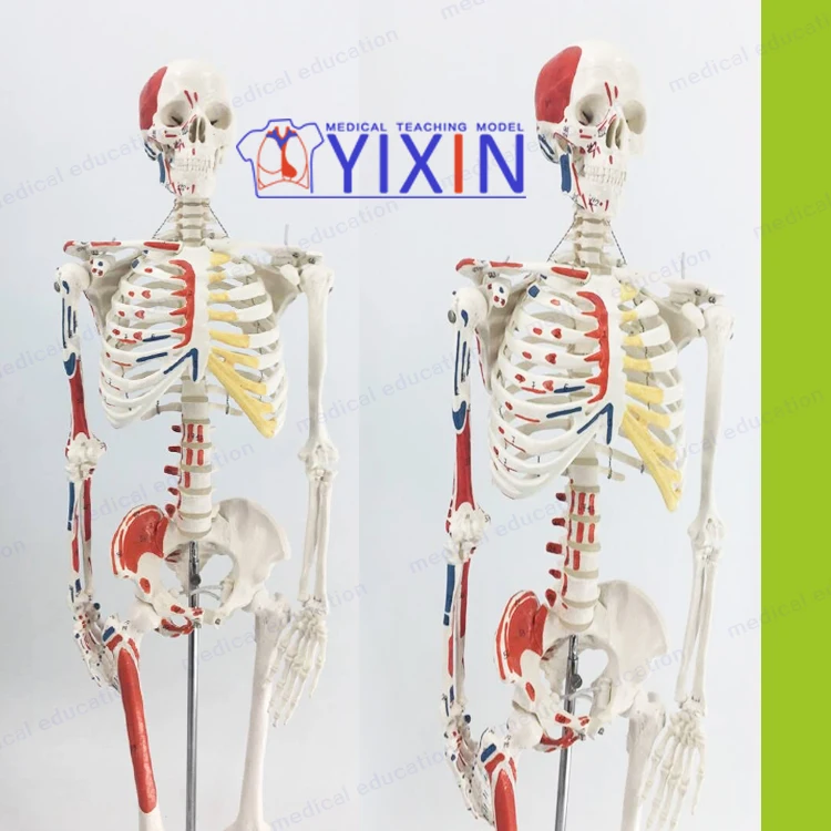 Muscle Anatomy with Movable Skeleton Standard Vertebral Skeleton Bone-setting Acupuncture 85 cm Human Skeletal Model Writing Col