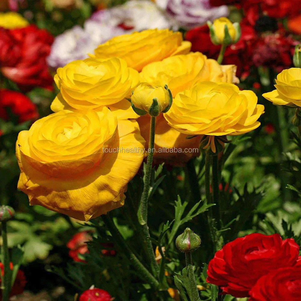 Гибридные семена раннекулюса F1 красного, розового, белого, желтого цвета для выращивания 1000 семян/пакетов от Touchhealthy