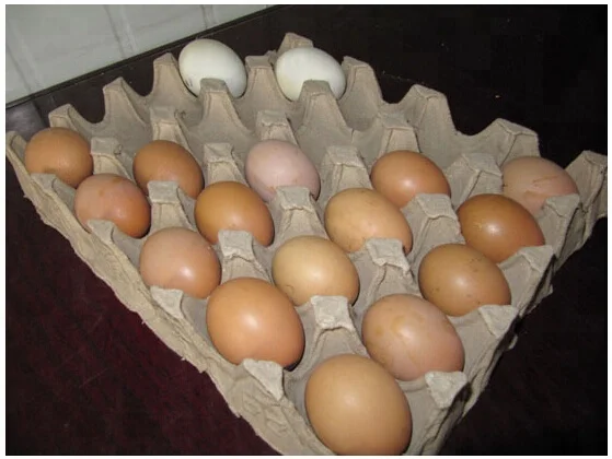 Factory cheap wholesale waste paper small egg tray machine india