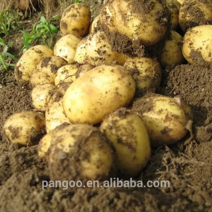 Bio fertilizer bacillus mucilaginosus bio fertilizer for agriculture