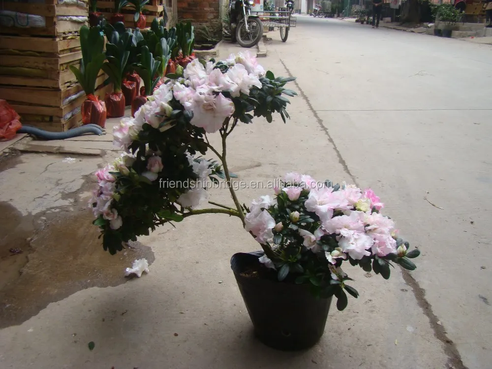 shaped blooming Rhododendron azalea bonsai