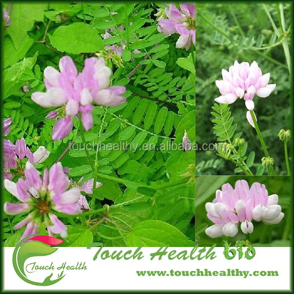2021 Coronilla buxifolia seeds/ Crown Vetch seeds/Lawn grass seeds
