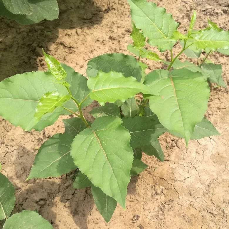 
Yang shu fast growth cold resistant not catkin male Alamo trunk cutting plants 