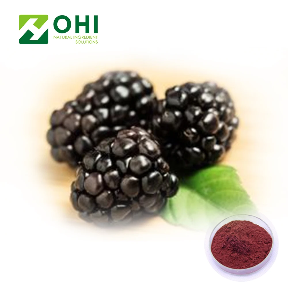 High Quality Anthocyanin Organic Black Berry Powder Blackberry Extract