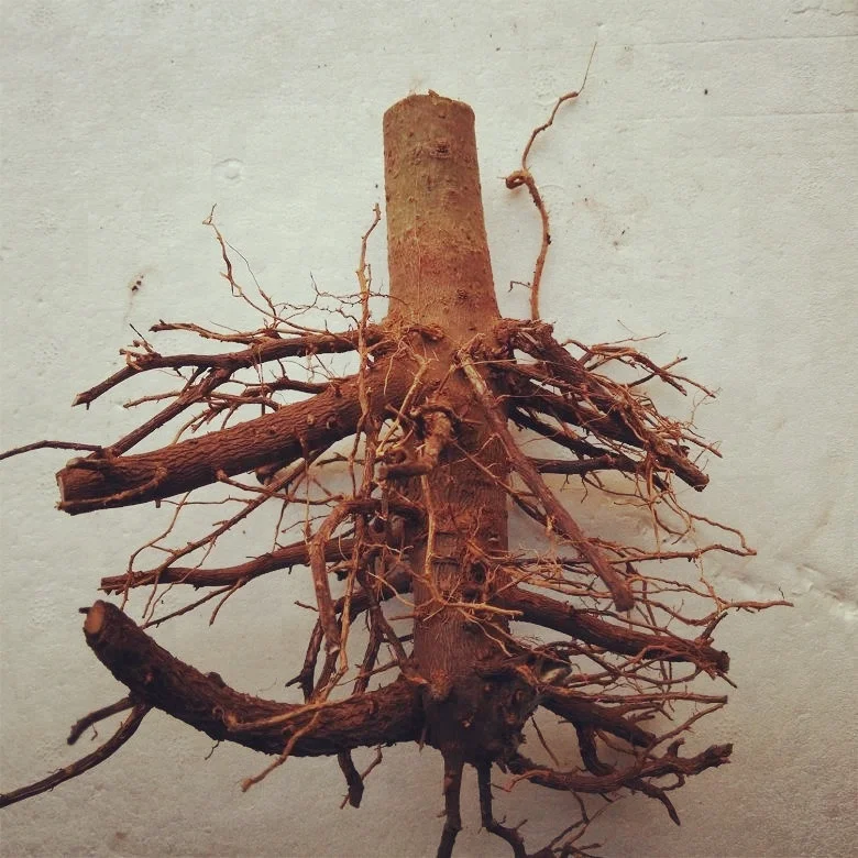 
Chinese supply pao tong tree paulownia hybrid shantong plants 