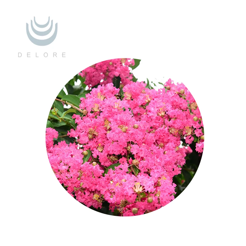 100% Natural Corosolic Acid Lagerstroemia Speciosa Banaba Leaf Extract